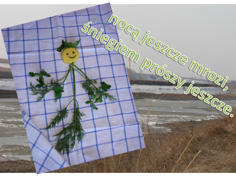 nocą jeszcze mrozi, śniegiem prószy jeszcze.